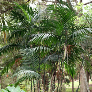 CHAMAEDOREA COSTARICANA seed image