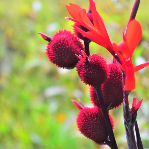 CANNA TUERCKHEIMII seed image