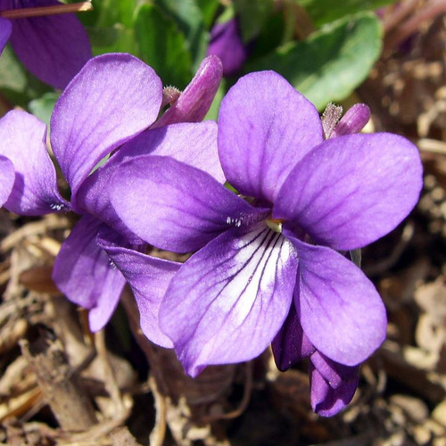 VIOLA PHILIPPICA seed image