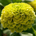 ZINNIA ELEGANS 'ENVY GREEN' seed image