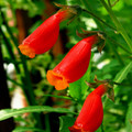 ECCREMOCARPUS SCABER 'BLOOD RED' seed image