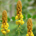SENNA ALATA seed image