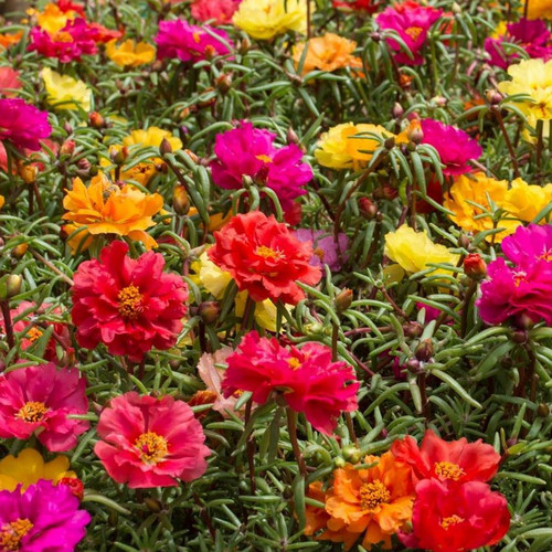 Portulaca Grandiflora Doubles Mixed Seeds (3000+ seeds) (Rose moss, ten ...