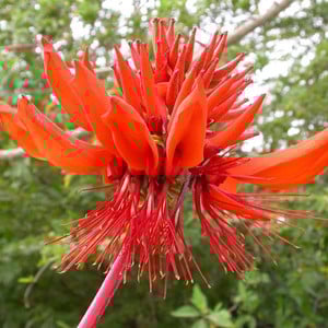 ERYTHRINA ARBORESCENS seed image