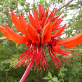 ERYTHRINA ARBORESCENS seed image