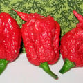 PEPPER CAROLINA REAPER seed image