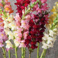 ANTIRRHINUM MAJUS  PUMILUM DWARF MIX seed image