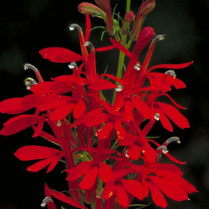 LOBELIA CARDINALIS seed image