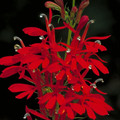 LOBELIA CARDINALIS seed image