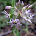 ALLIUM CAMPANULATUM seed image