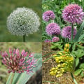 ALLIUM CHOICE MIXTURE seed image