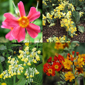 PRIMULA SPECIES MIXED seed image