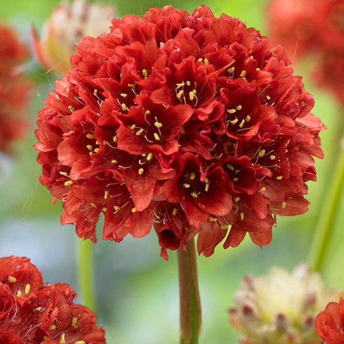 ARMERIA PSEUDARMERIA BALLERINA RED seed image