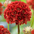 ARMERIA PSEUDARMERIA BALLERINA RED seed image