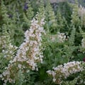 BUDDLEJA DWARF WHITE seed image