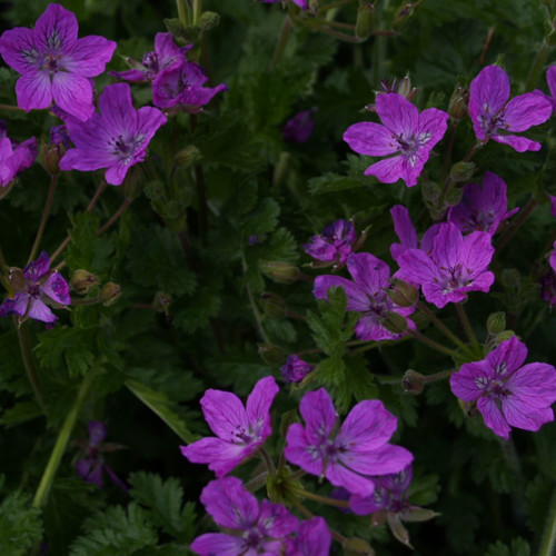 ERODIUM MANESCAVII seed image