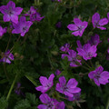ERODIUM MANESCAVII seed image