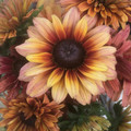 RUDBECKIA HIRTA SAHARA seed image
