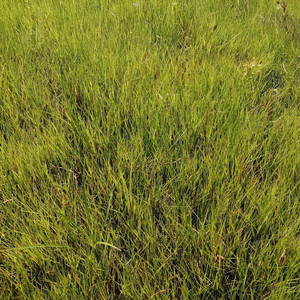 GRASS SEED. HIGHEST QUALITY ORNAMENTAL LAWN seed image