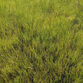 GRASS SEED. HIGHEST QUALITY ORNAMENTAL LAWN seed image