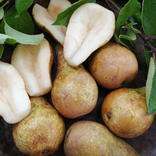 PEAR FRUIT ('CONFERENCE') seed image
