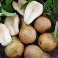 PEAR FRUIT ('CONFERENCE') seed image