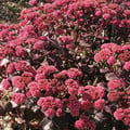 SEDUM BELGIAN CHOCOLATE seed image