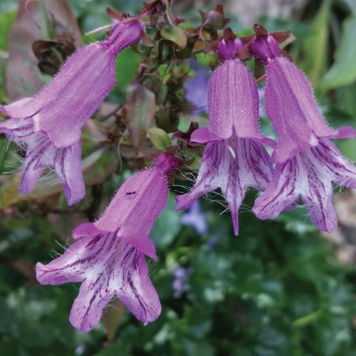 PENSTEMON SMALLII seed image