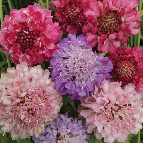 SCABIOSA ATROPURPUREA 'BEAUJOLAIS BONNETS' seed image