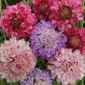SCABIOSA ATROPURPUREA 'BEAUJOLAIS BONNETS' seed image