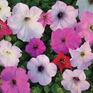 PETUNIA F1 'PERFUMED SHADES' seed image