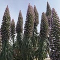ECHIUM 'PURPLE PILLARS' seed image