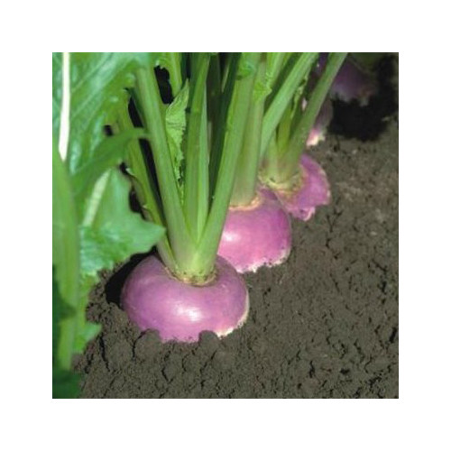 TURNIP FALKO F1 seed image