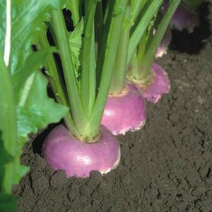 TURNIP FALKO F1 seed image