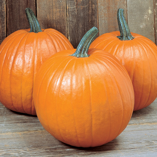 PUMPKIN MAGIC LANTERN F1 seed image