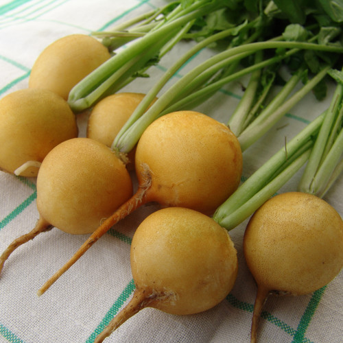 RADISH ZLATA seed image