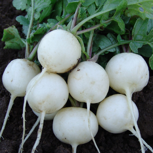 RADISH ALBENA seed image