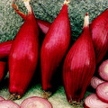 ONION SIMANE seed image