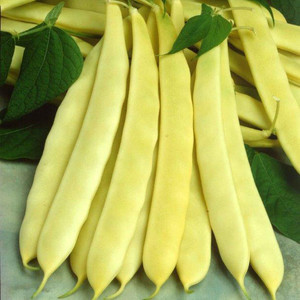 BEAN CAPITANO seed image