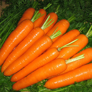 Carrot Seeds 'Flyaway' Hardy Annual Vegetable Garden Plants Easy to Grow Sow Your Own at Home 1 Packet 350 Seeds by Thompson and Morgan 