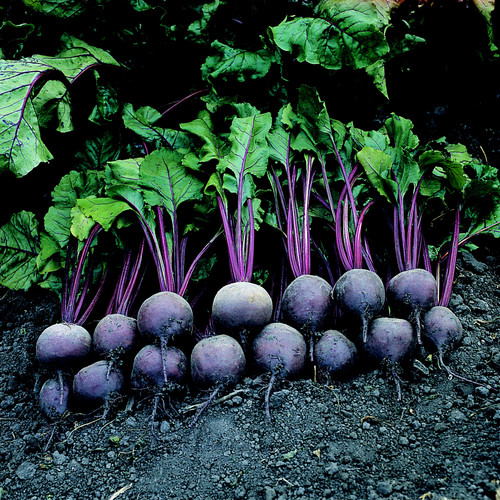 BEETROOT CRIMSON GLOBE seed image