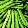 BEAN SCORPIO seed image