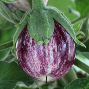 AUBERGINE PINSTRIPE F1 seed image