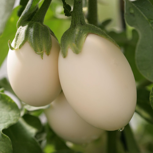 AUBERGINE IVORY F1 seed image