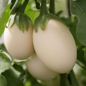 AUBERGINE IVORY F1 seed image