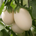 AUBERGINE IVORY F1 seed image