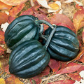 SQUASH TUFFY seed image