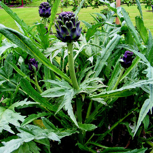 ARTICHOKE VIOLET DE PROVENCE seed image