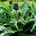 ARTICHOKE VIOLET DE PROVENCE seed image