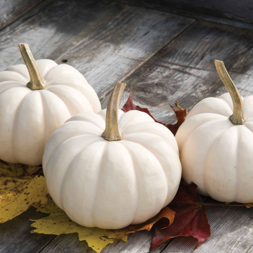 PUMPKIN CASPERITA F1 seed image